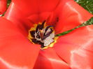 Tulipa Madame Lefeber (2014, April 03)