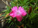 Dianthus Kahori (2014, September 15)