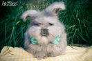 Angora Englez