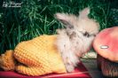 Angora Englez