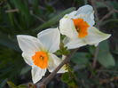 Narcissus Geranium (2014, March 30)