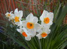 Narcissus Geranium (2014, March 30)