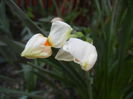 Narcissus Geranium (2014, April 01)