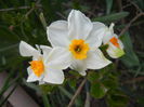Narcissus Geranium (2014, April 01)