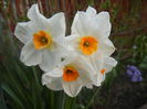 Narcissus Geranium (2014, April 03)