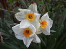 Narcissus Geranium (2014, April 07)