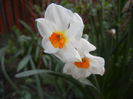 Narcissus Geranium (2014, April 07)