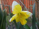 Narcissus Cassata (2014, March 20)