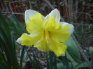 Narcissus Cassata (2014, March 22)