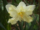 Narcissus Cassata (2014, March 25)