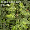 Abutilon_megapotamicum118el