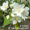Abutilon_vitifolium154el