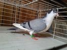 IMG_2738-Vandut