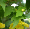 625px-Abutilon_x_hybridum_