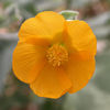 800px-Abutilon_palmeri_flower_2002-10-14