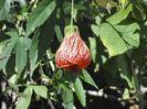 1280px-Redvein_Abutilon