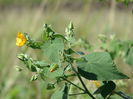 1280px-Starr_070215-4594_Abutilon_grandifolium
