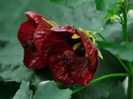 Abutilon%20
