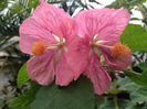 abutilon%20x%20hybridum_656_492_90
