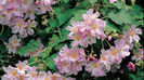 abutilon