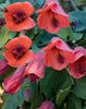 abutilon__fairy_coral_red__1
