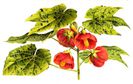 Abutilon_darwini_-_Burvenich