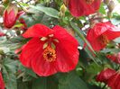 Abutilon-Lucky-Lantern-Yellow-IMG_7411