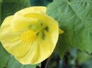 FloweringMapleAbutilonLemonQueen