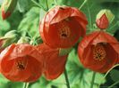 FloweringMapleAbutilonMarion