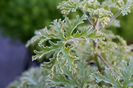 pelargonium-