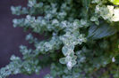 petite-licorice-helichrysum-petiolare_hortus5