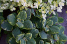 plectanthus-aurea-marginata_hortus5