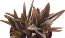 ALOE%20BLACK%20GEM