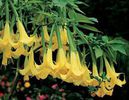 BRUGMANSIA%20CHARLES%20GRIMALDI