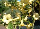 BRUGMANSIA%20CITRONELLA