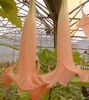 BRUGMANSIA%20ECUADOR%20PINK
