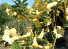 BRUGMANSIA%20GD%20MARNIER