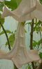 BRUGMANSIA%20GLOCKENFONTAINE