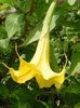 BRUGMANSIA%20GOLDRICHTER