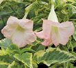BRUGMANSIA%20KATRIEN%20BONTE