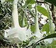 brugmansia%20knightii