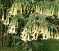 BRUGMANSIA%20MAYA