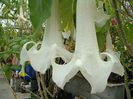 BRUGMANSIA%20SUAVEOLENS