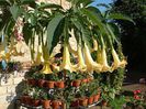 BRUGMANSIA_%20VERSICOLOR_GRAND_%20MARNIER