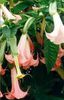 BRUGMANSIA_INSIGNIS