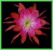 EPIPHYLLUM%20FOLLOW%20YOUR%20HEART