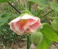 abutilon-victorian-lady-closeup-m