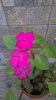 impatiens