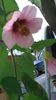 abutilon roz