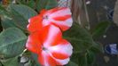 impatiens